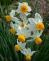 Narcissus Canaliculatus