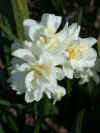 Narcissus Erlicheer