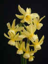 narcissus Hawera