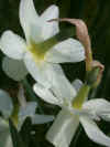 Narcissus Ice Wings