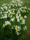 Narcissus Jack Snipe