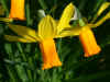 Narcissus Jetfire