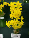 Narcissus jonquilla