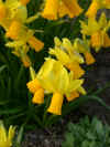 Narcissus Jumblie