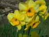 Narcissus Kokopelli