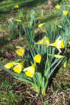 Narcissus lobularis
