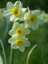 Narcissus Minnow