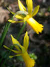 Narcissus Mite