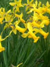 Narcissus Peeping Tom