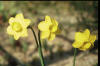 Narcissus Pequenita