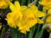 Narcissus Quail