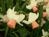 Narcissus Reggae