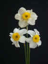 Narcissus Bebop
