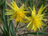 Narcissus Rip Van Winkle