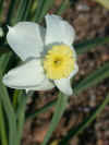 Narcissus Segovia