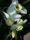 Narcissus Silver Chimes