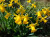 Narcissus Small Talk
