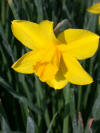 Narcissus Sweetness