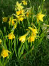 Narcissus Tete-a-Tete