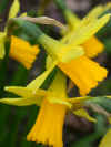 narcissus Tete a Tete