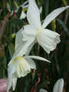 Narcissus Thalia