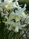 Narcissus Toto