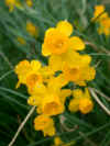 Narcissus fernandesii