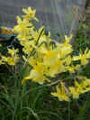 n. Peaseblossom.