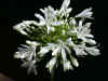 Agapanthus praecox albus