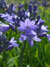 Agapanthus Ben Hope