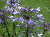 Agapanthus Blue Giant