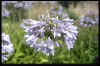 Agapanthus Blue Moon