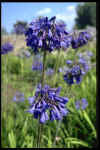 Agapanthus Bressingham Blue