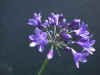 Agapanthus Buckingham Palace