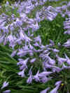 AGAPANTHUS CASTLE OF MEY