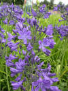 AGAPANTHUS CLARENCE HOUSE