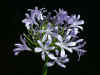 Agapanthus Donau