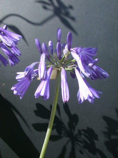 agadyeri3 - Afrika Zambağı Yetiştiriciliği agadyeri3