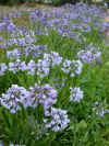 Agapanthus Headbourne Blue