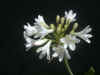 Agapanthus Ice Lolly