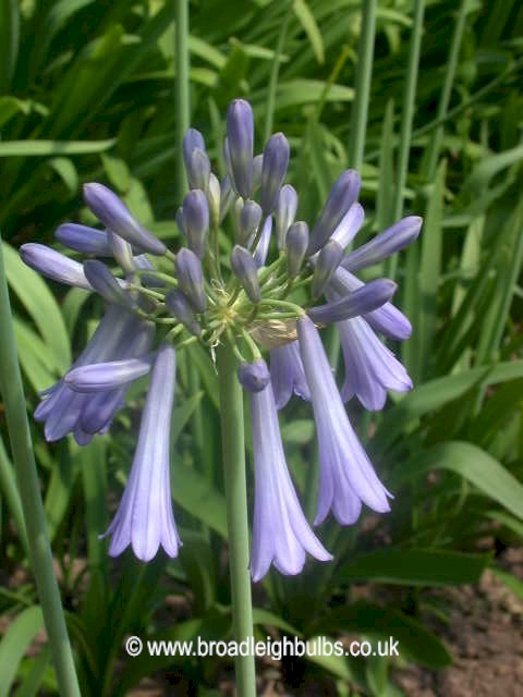 againaputus1 - Afrika Zambağı Yetiştiriciliği againaputus1