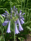 AGAPANTHUS INAPURTUS