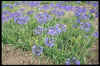 Agapanthus Isis