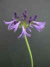 Agapanthus Jack's Blue