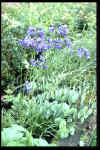 Agapanthus Liliput