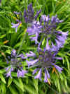 Agapanthus Midnight Star