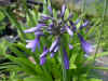 Agapanthus Midnight Star