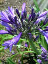 agapantus navy blue