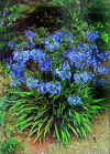 Agapanthus 'Headbourne Blue'