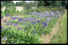 Agapanthus collection at Broadleigh